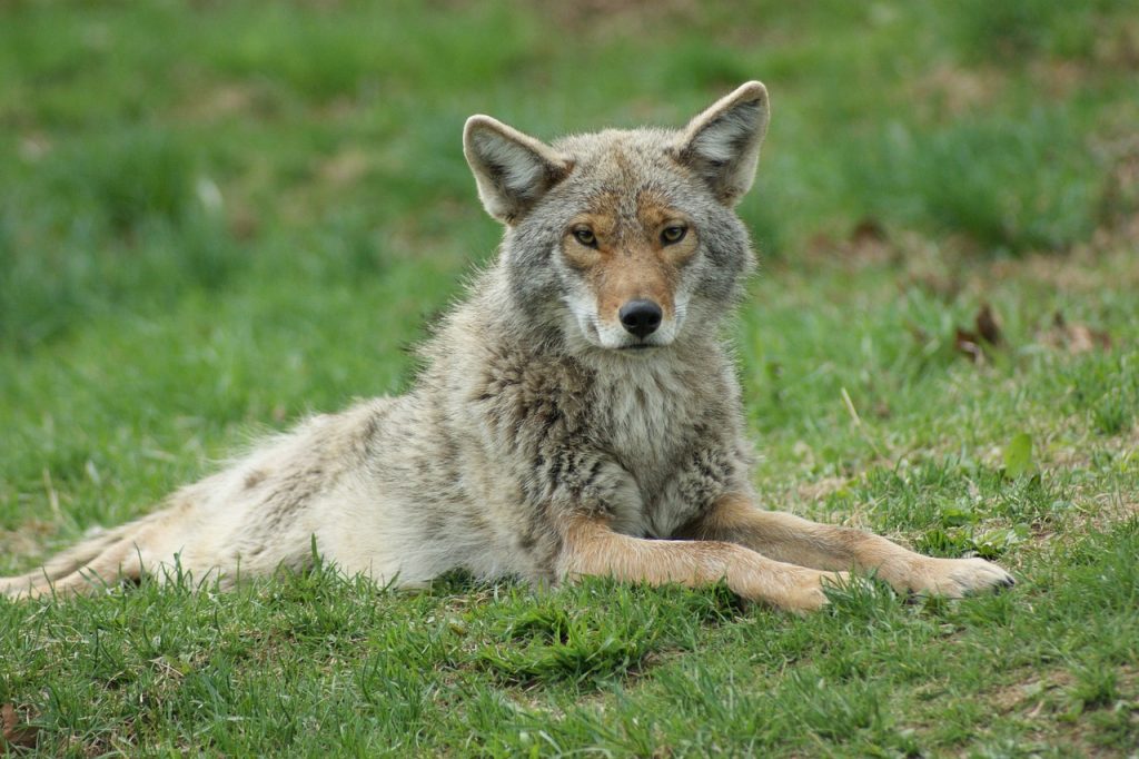 sounds of coyote