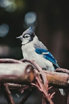 What Does It Mean When You See A Blue Jay Sumo Survival